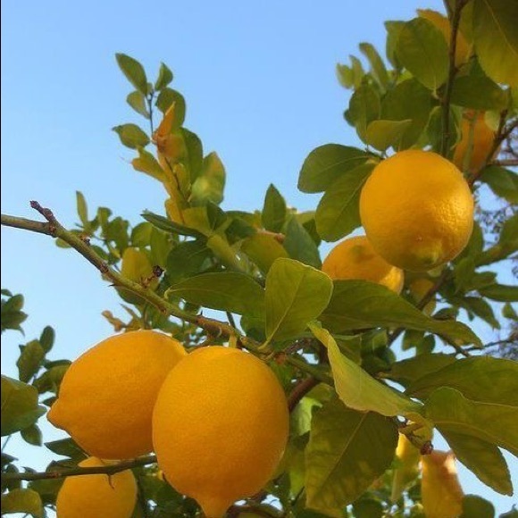 anucoll62